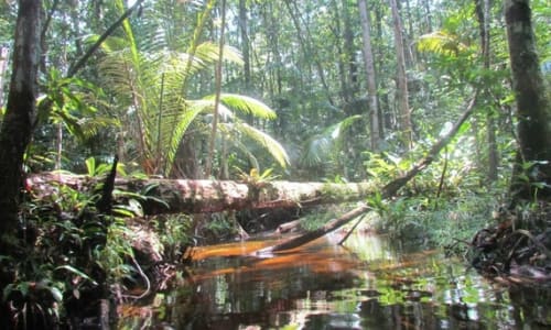 Amazon Rainforest Manaus