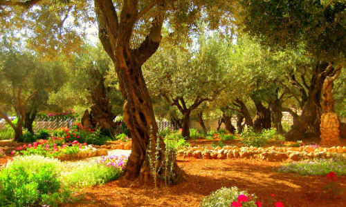 Garden of Gethsemane Jerusalem