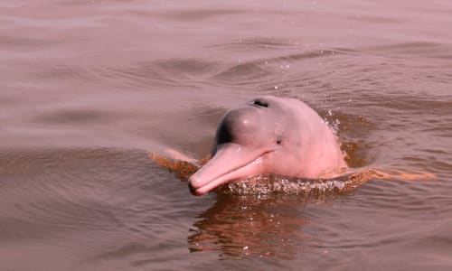 Pink river dolphins Manaus
